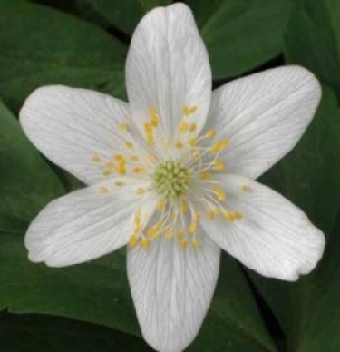 Anemonen Nemerosa Lychette